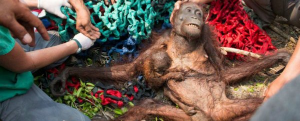 One-third of the world’s remaining orangutans are now at risk from Indonesia’s fires