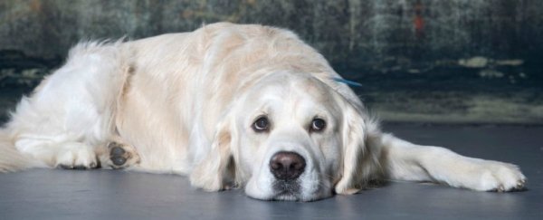 This study on 3,000 very good golden retrievers could help all dogs live longer