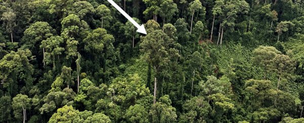 Scientists have discovered the tallest tropical tree in the world