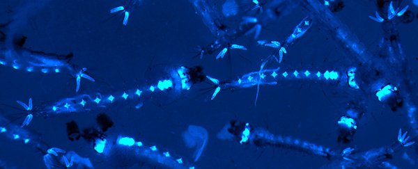 We just got a huge step closer to getting rid of malaria using genetic modification