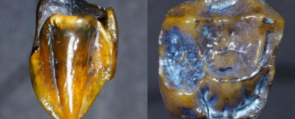 Here's what you need to know about that fossil teeth discovery said to 'rewrite history'