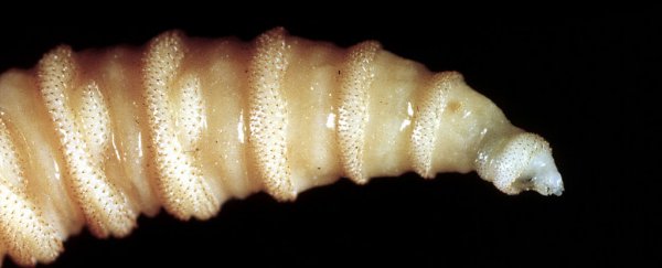 This deadly flesh-eating parasite is invading the US for the first time in decades