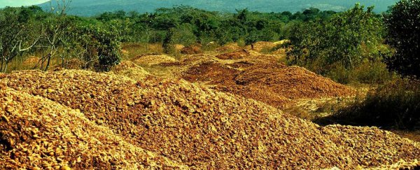 How 12,000 tonnes of dumped orange peel grew into a landscape nobody expected to find