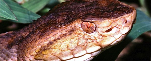 A new hydrogel made from snake venom stops bleeding in seconds