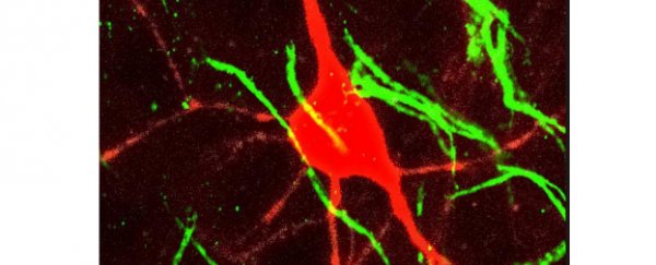 A new type of brain cell has been discovered
