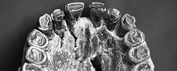 These ancient teeth are the first known evidence of right-handedness