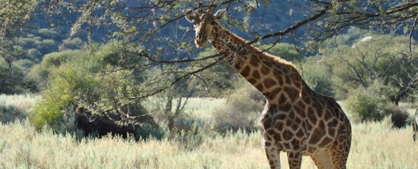 Giraffes are heading towards a "silent extinction", as populations plummet
