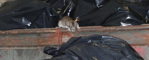 Research shows the rats of NYC are infected with at least 18 new viruses