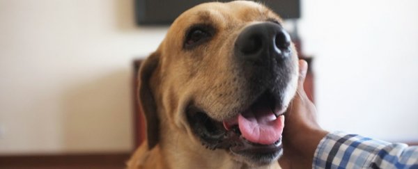 Most dogs enjoy your praise more than treats, study finds