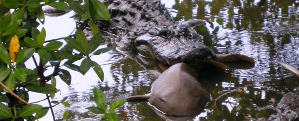 Alligators have been caught feasting on sharks in a bizarre predator cross over