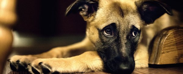 Dogs may look ashamed, but they don’t feel guilt, experts say
