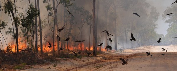 These birds of prey are deliberately setting forests on fire