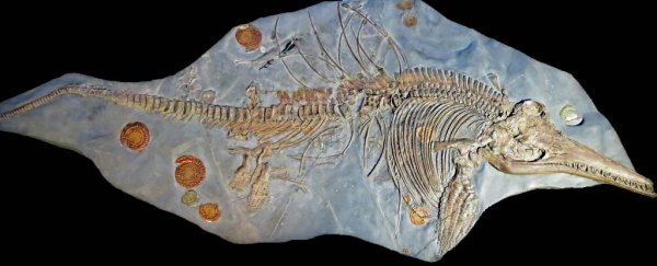 Mislabelled fossil with a fake tail turned out to be biggest sea dragon ever found