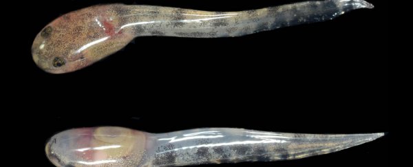 A frog has been discovered that gives birth to live tadpoles