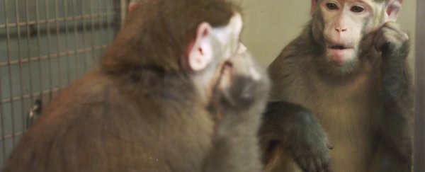 WATCH: Monkeys can learn how to recognise themselves in the mirror