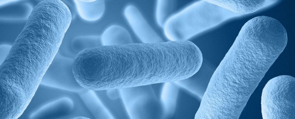 Tweaking our gut bacteria could help protect our brain from strokes