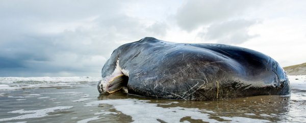 Deadly whale strandings in 2016 could have a link to the northern lights