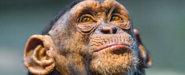 The US National Institutes of Health says it will no longer test on chimpanzees