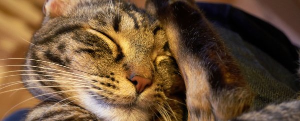 Experts now say we need at least 7 hours of sleep to "sustain health"