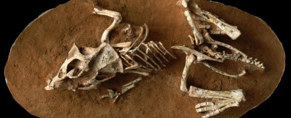 Study reveals dinosaurs spent way longer in the egg than previously thought