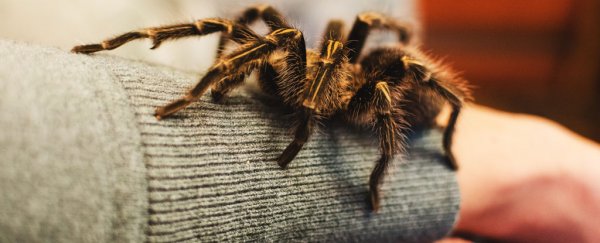 We really are born with a natural fear of spiders and snakes, new study shows