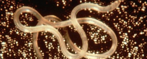 A parasitic worm appears to be making some women more fertile