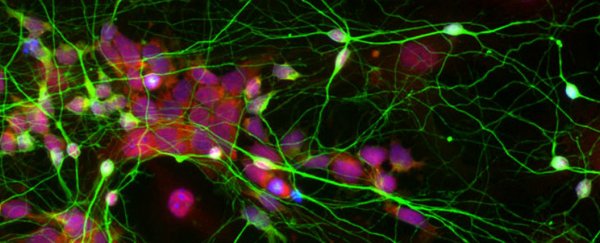 A new drug has been found that fast-tracks tissue regeneration