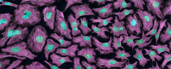 Over 30,000 published studies could be wrong due to contaminated cells
