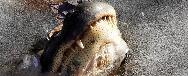 These insane photos show alligators stuck in frozen swamps surviving the winter