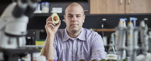 New avocado-based drug targets leukaemia stem cells