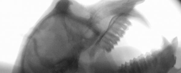 This is what monkeys would sound like if they could produce human-like speech