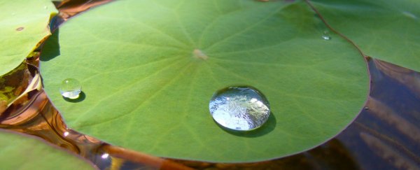 This new non-toxic repellent could help make your clothes water-proof