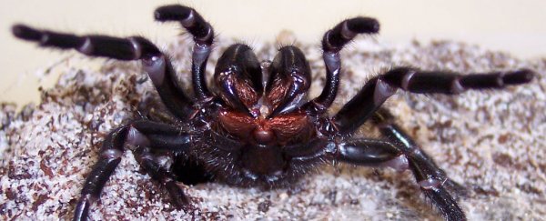 Scientists want to use deadly spider venom to prevent brain damage from strokes