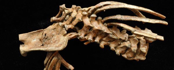 The origins of the human spine might have just been found in a 3.3-million-year-old fossil