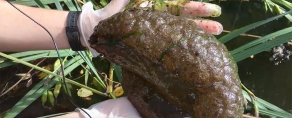Bizarre brain-like blobs discovered lurking in a lagoon in Vancouver