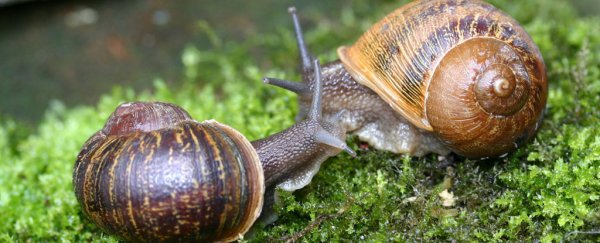 These love-struck mutant snails found one another thanks to science and Twitter