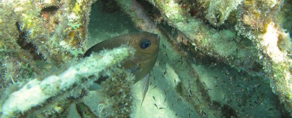 Researchers discover why some fish are able to adapt to warmer oceans