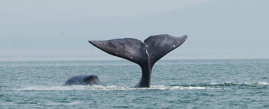 10 Animals That Live Way Longer Than Humans : ScienceAlert 10 Animals That Live Way Longer Than Humans : ScienceAlert