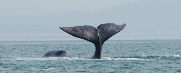 10 animals that live way longer than humans