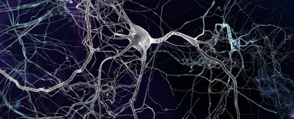 Scientists Just Discovered New Kinds of Cells in The Human Brain ...