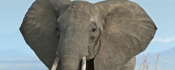 African elephant numbers have plummeted 30% in 7 years, survey reveals