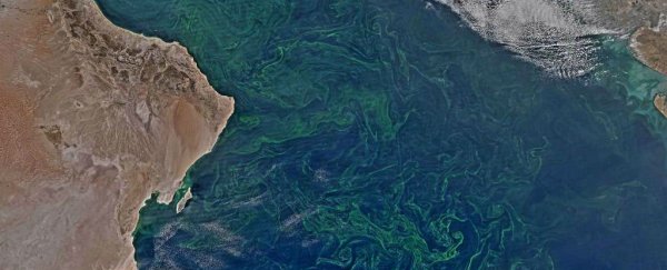 There's an algae bloom the size of Mexico in the Arabian Sea right now, and it's not good