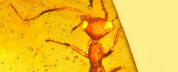 This scary, alien-like specimen trapped in amber represents a brand new order of insect