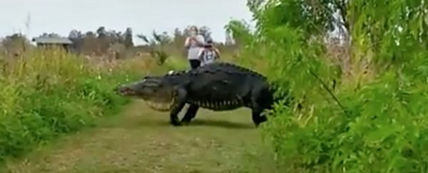 A monstrous alligator has been filmed casually strolling around Florida