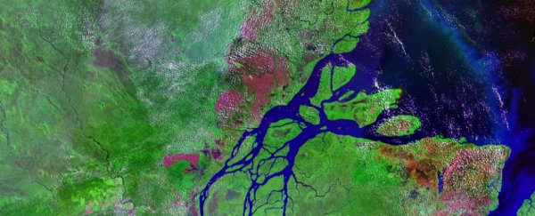 Scientists just discovered a 1,000-km-long coral reef at the mouth of the Amazon