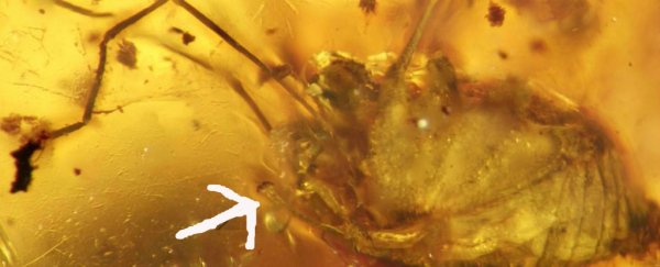A 99-million-year-old erection has been perfectly preserved in this fossil