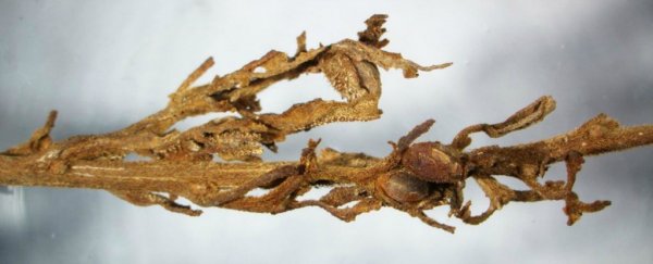 Archaeologists just found a 2,500-year-old skeleton wrapped in cannabis