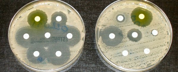 Antibiotics found to cause immune system damage and reduce brain cell growth