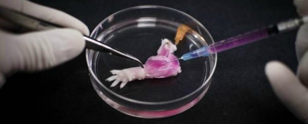 Scientists produce the first lab-grown limb