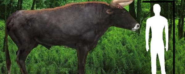 Scientists are attempting to bring back an enormous ancient cow